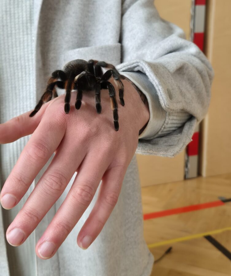 Emilia - Vogelspinne